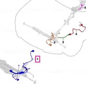 Wiring harness, electric power steering - BMW Ofertă specială